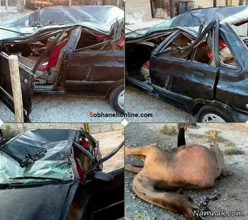 تصادف پراید با شتر
