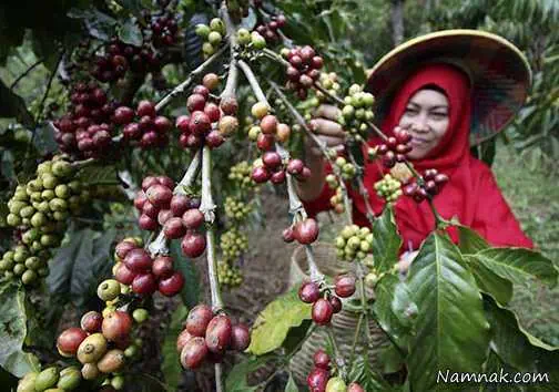 چندش آورترین غذا