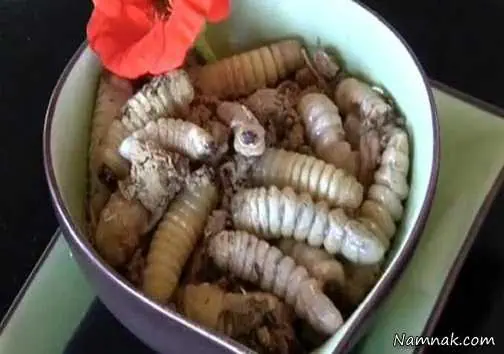چندش آورترین غذا