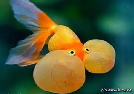 چشم ماهی