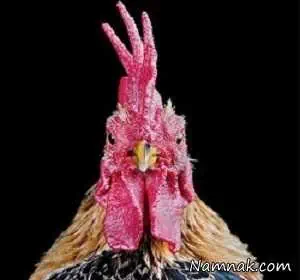 خروس