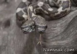 مار دو سر