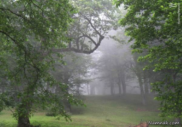 دالخالی زیباترین جنگل رامسر