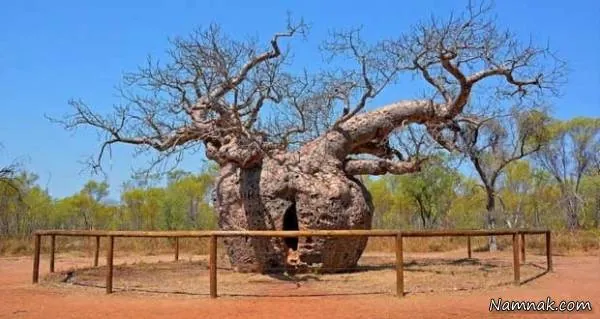 درخت