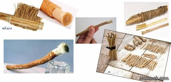 شاخه درخت