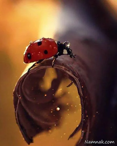 دلنوشته زندگی