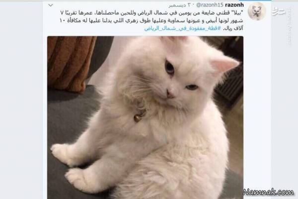 گربه گمشده زن عربستانی