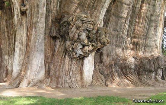 عجیب ترین درختان دنیا