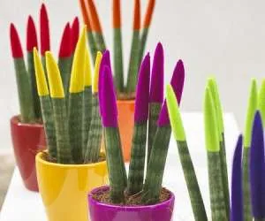  سانسوریای رنگی گیاهی جذاب برای عید + آموزش نگهداری و پرروش 