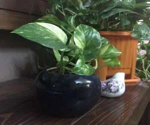 گیاه تصفیه کننده هوا