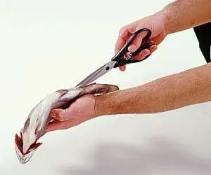 تميز كردن ماهی