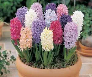 گلهای بهاری