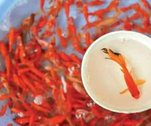 نگهداری از ماهی قرمز
