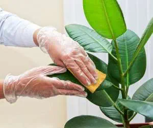 پژمرده شدن گیاهان آپارتمانی