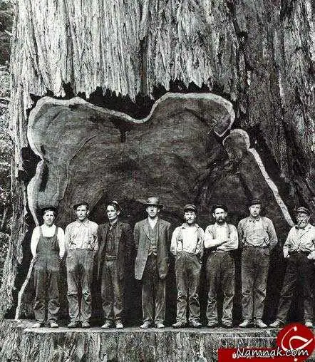درخت تنومند