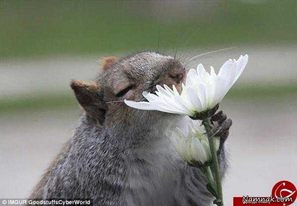 بو کردن گل توسط حیوانات