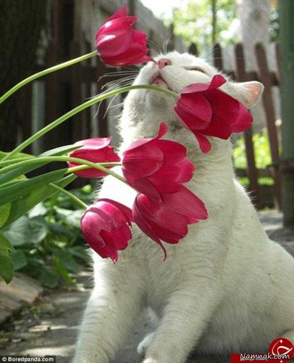 بو کردن گل توسط حیوانات