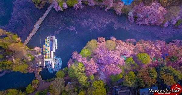 دریاچه شکوفه