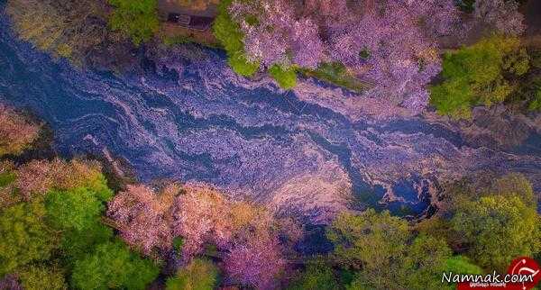دریاچه شکوفه