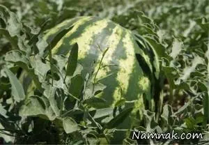 هندوانه