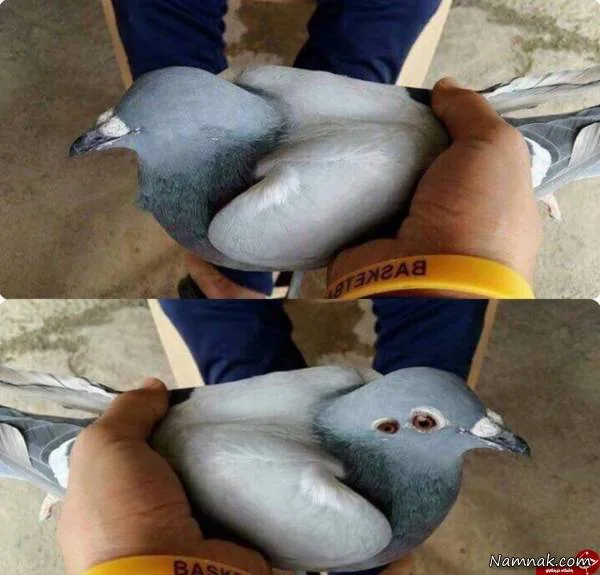 کبوتر