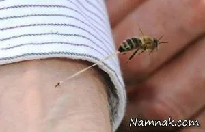نیش زنبور