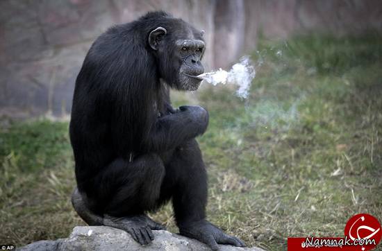 میمون سیگاری