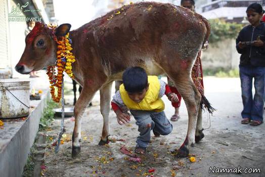 پرستش گاو در هند 