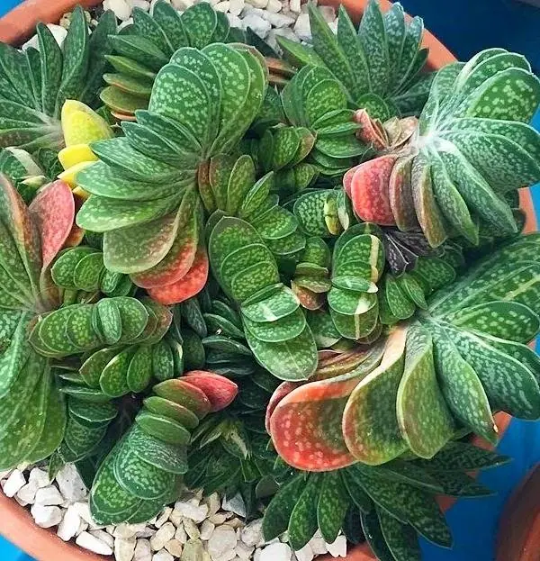  نگهداری گیاه گاستریا 