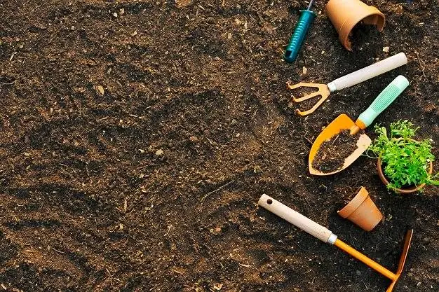  گیاه آپارتمانی گاستریا 