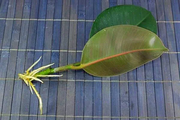 قلمه زدن درختچه فیکوس الاستیکا قلمه زدن