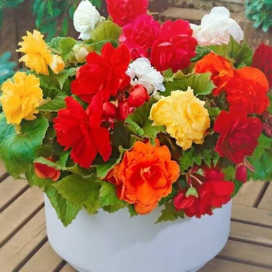 گیاه بگونیا