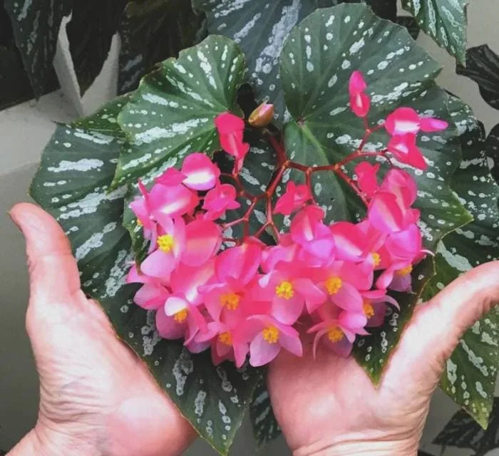 گیاه بگونیا