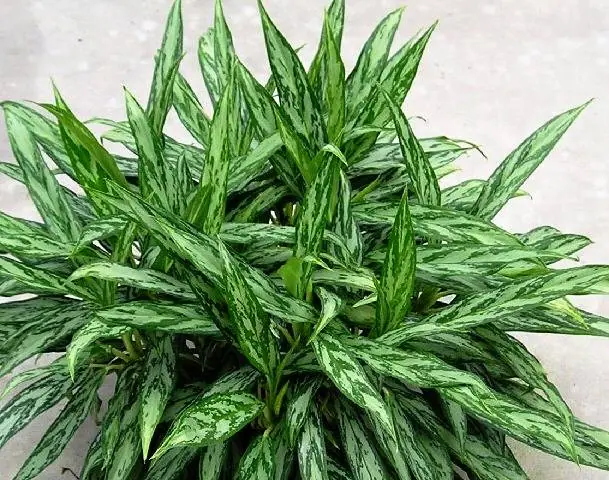 chinese evergreen aglaonema
