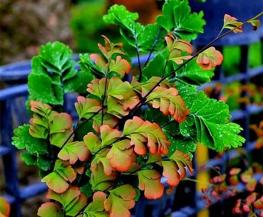 Adiantum tenerum
