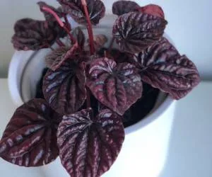 پپرومیا کاپراتا