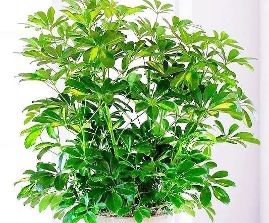 گیاه شفلرا