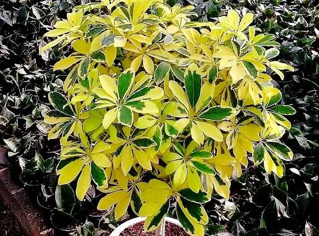 زرد شدن برگ 