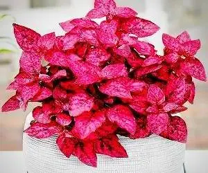گیاه هیپوستس