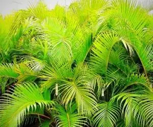 گیاه نخل گربه