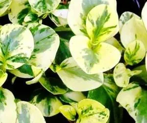 گیاه پپرومیا ابلق