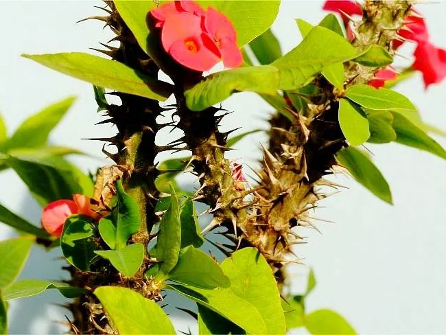 گل مرجان 