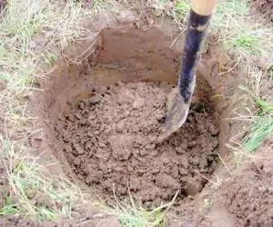 زمان چالکود درختان