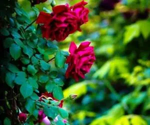 نگهداری رز رونده