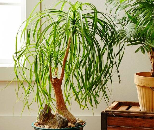 بیماری های گیاه لیندا آفت های لیندا