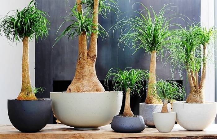 نحوه پرورش گیاه لیندا مراقبت گیاه لیندا