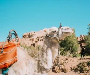شتر
