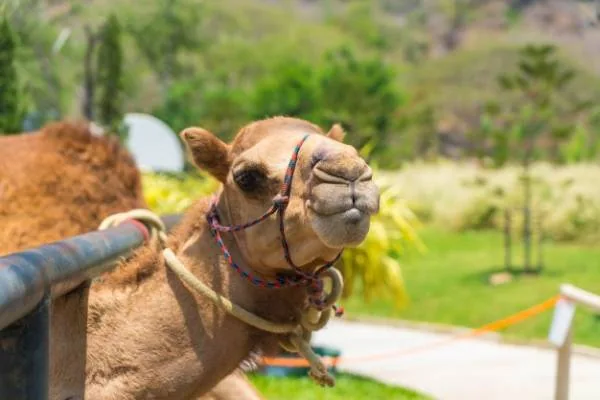 کوهان شتر
