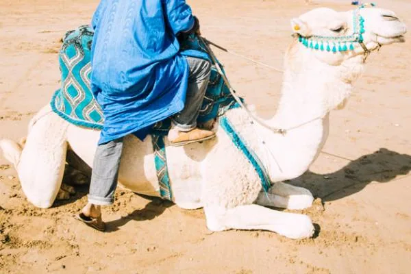 آب در بدن شتر