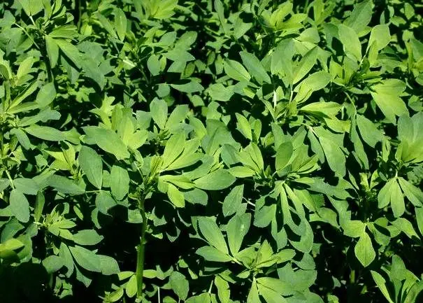 طبع یونجه 